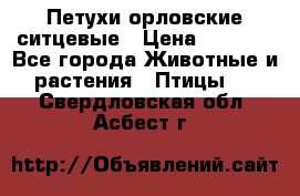 Петухи орловские ситцевые › Цена ­ 1 000 - Все города Животные и растения » Птицы   . Свердловская обл.,Асбест г.